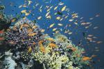 Пронајдена е нова колонија на корали